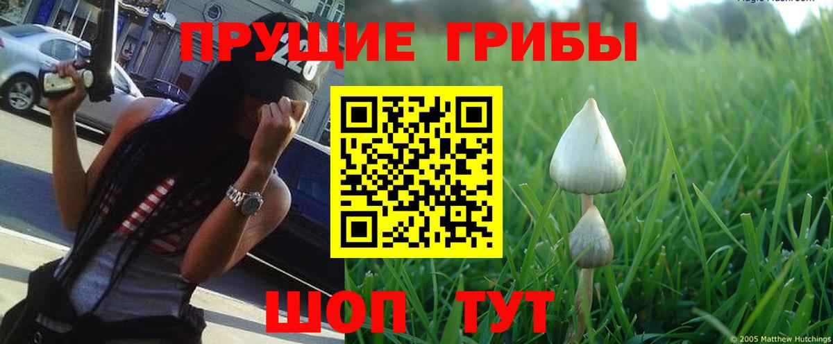 Галлюциногенные грибы Psilocybine cubensis Кимры
